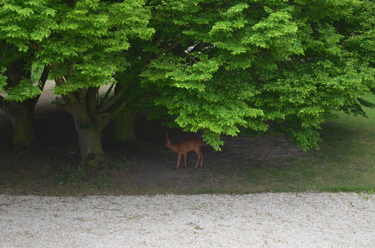 Vue sur la cours, un chevreuil en visite